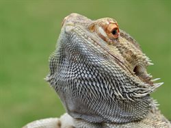 Bearded dragon