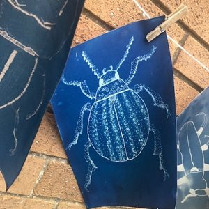 STEAM Sun Prints LSL